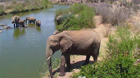 african wildlife cam|African Animal Lookout Camera powered by EXPLORE.org